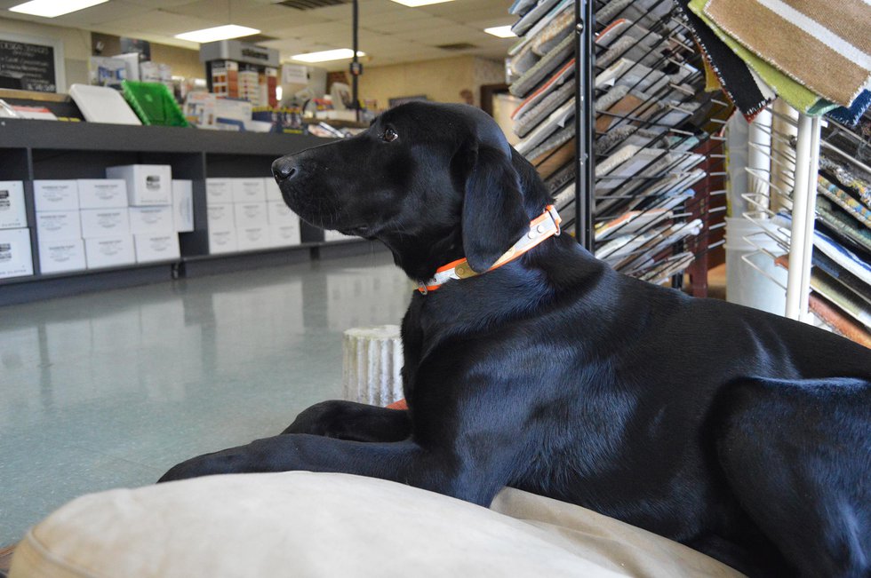 Jobs gone to the dogs: Pet owners share friends with Vestavia coworkers,  customers 
