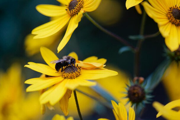 Planting-Pollinators-and-Keeping-Bees-608x405.jpg