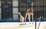 240423_BhamZooGiraffeENS02-web.jpg